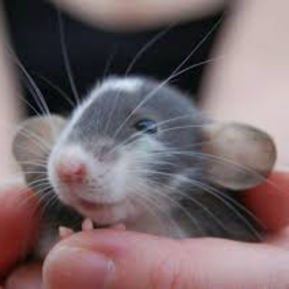 Meet your Posher, Janet
